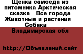 Щенки самоеда из питомника Арктическая сказка - Все города Животные и растения » Собаки   . Владимирская обл.